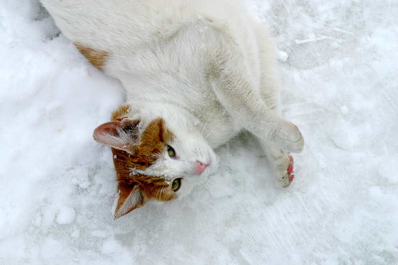 зимний кот кот, снег, розовый нос