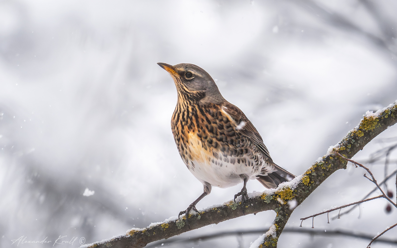 Южная зима дрозд рябинник turdus pilaris зима снег
