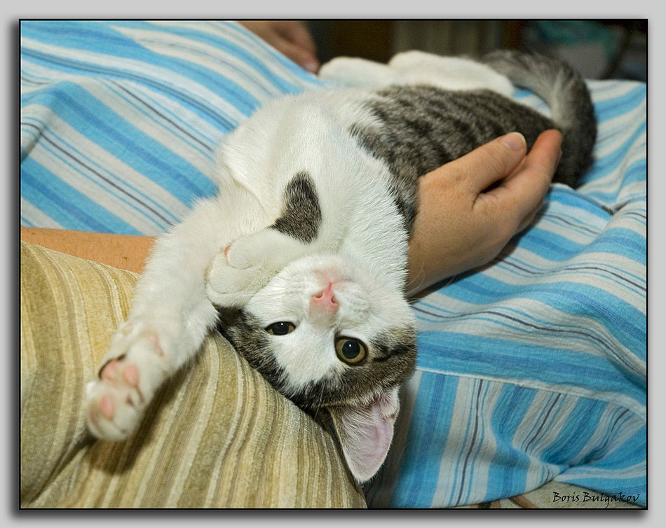 Поза \"ЗЮ\" Кошка Маруська акробатика