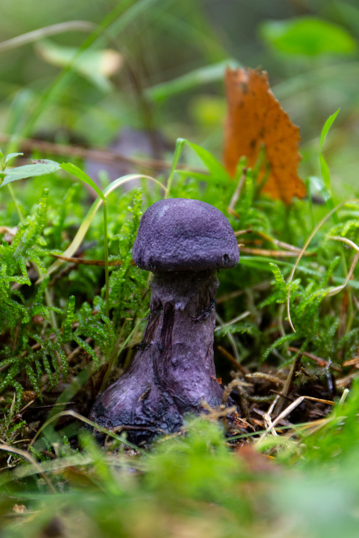 Паутинник фиолетовый (Cortinarius violaceus) — условно-съедобный гриб. 