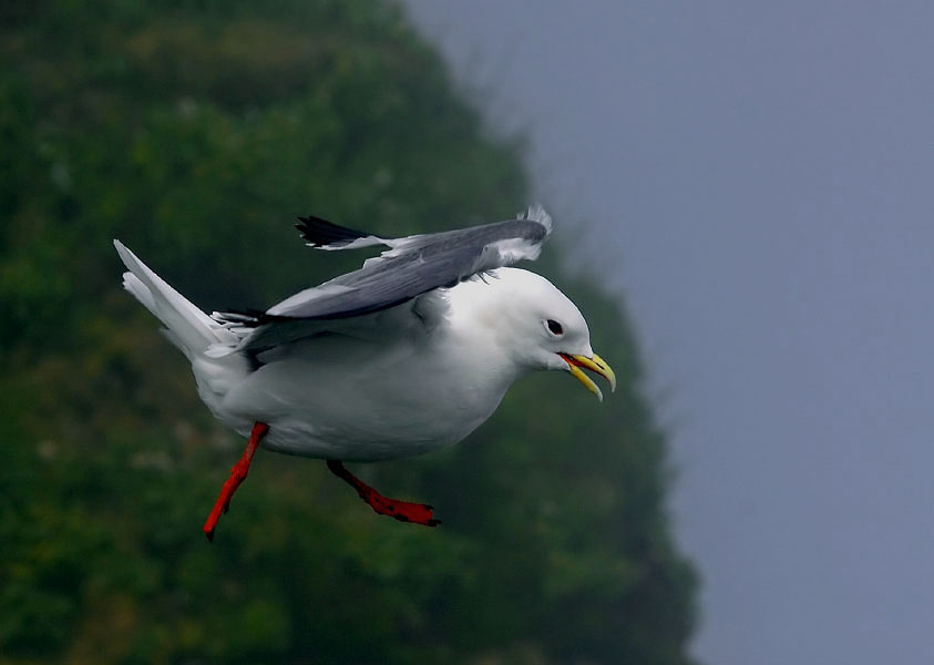 Прогулка Говорушка, Rissa brevirostris, Red-legged Kittiwake, St. George Island, the Pribilofs, Bering Sea, Alaska