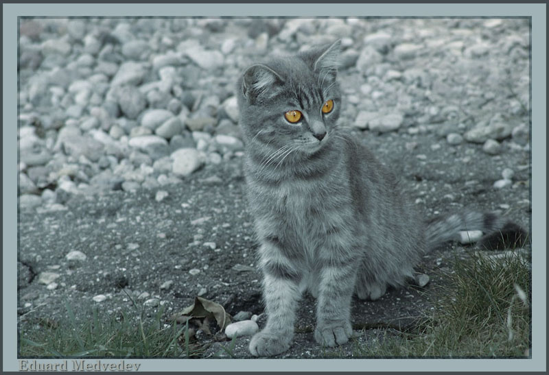yelow eyes cat yelow eyes
