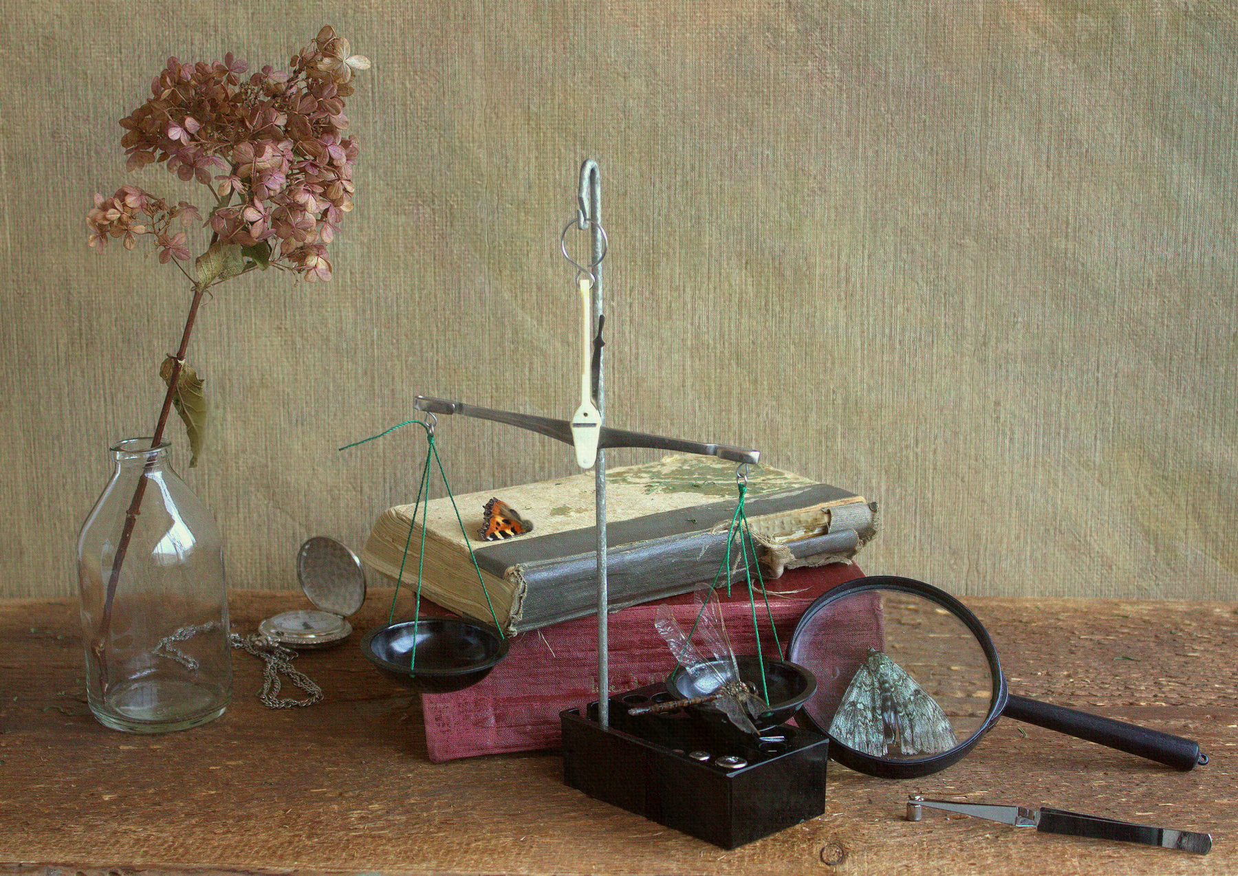 Из жизни натуралиста весы лупа книги бабочка стрекоза