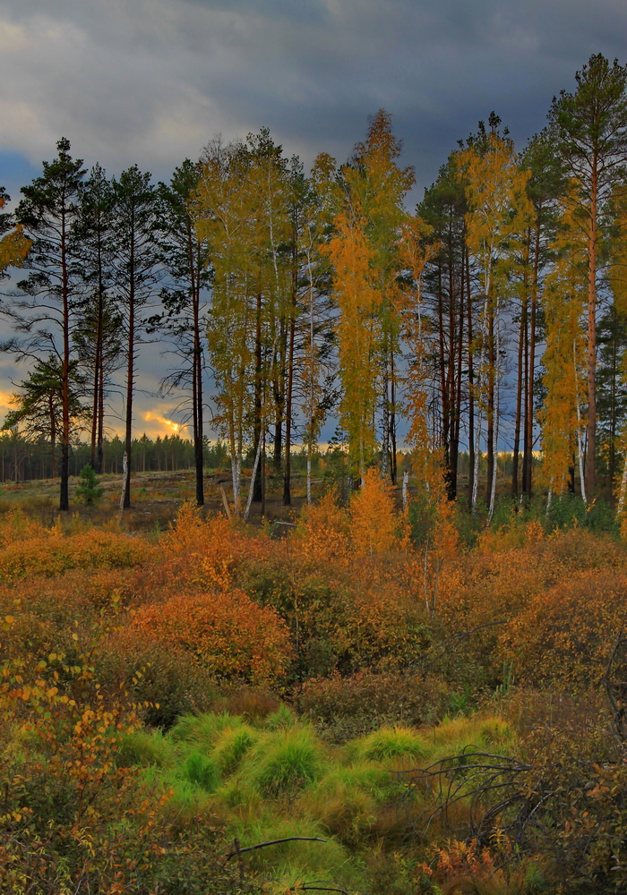 Краски осени-2. 