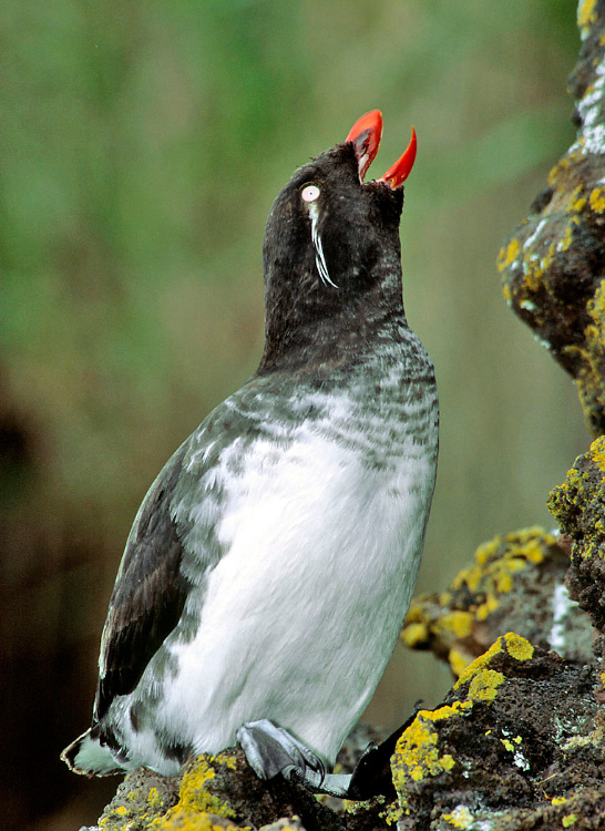 Песнь круглоклювки Остров Св. Павла, Берингово море, Parakeet Auklet, St. Paul Island, Alaska