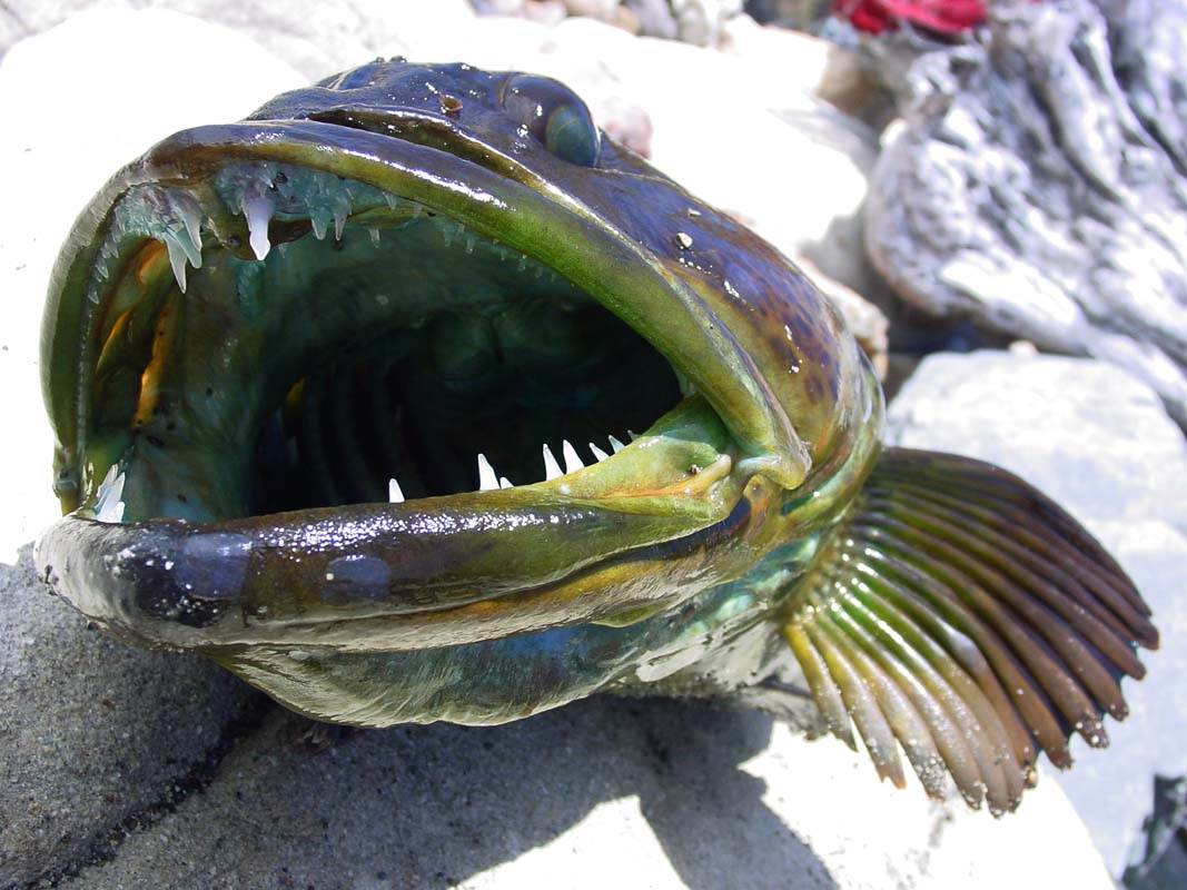 Рыбка, скажи А-А-А... рыбка океан fish улыбочка