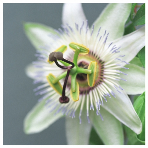 Passion flower passion flower