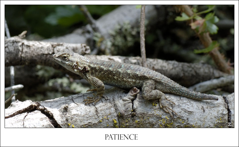 Lizard 
