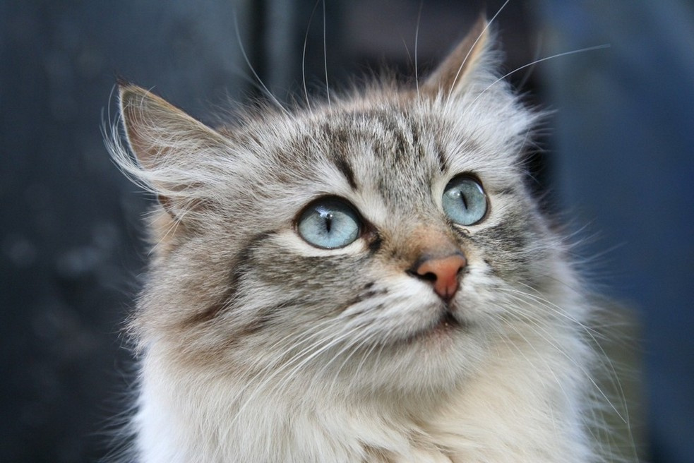 котафото 