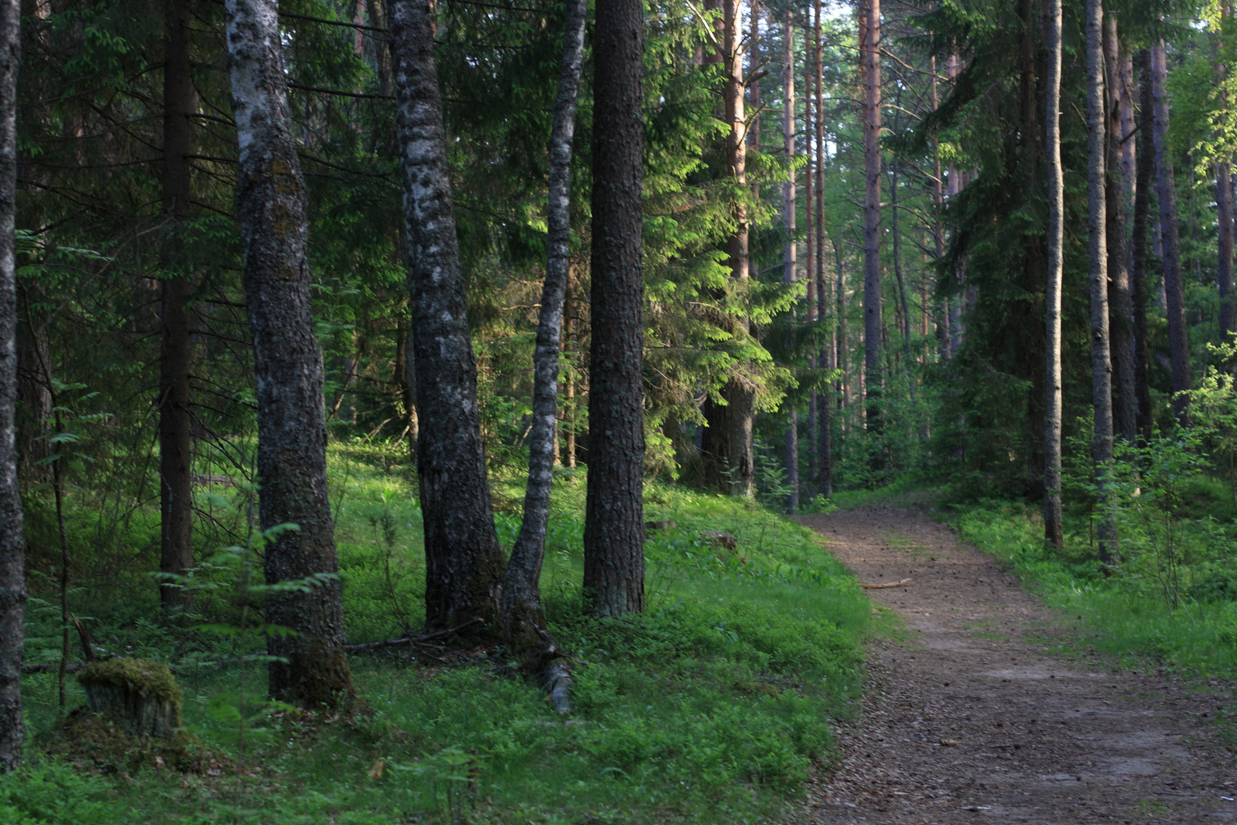Лесная дорожка лес, дорога