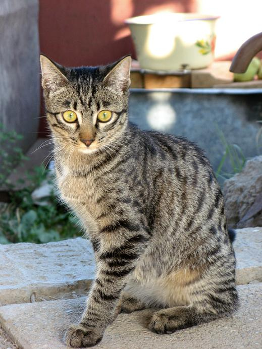 Барсик Барсик