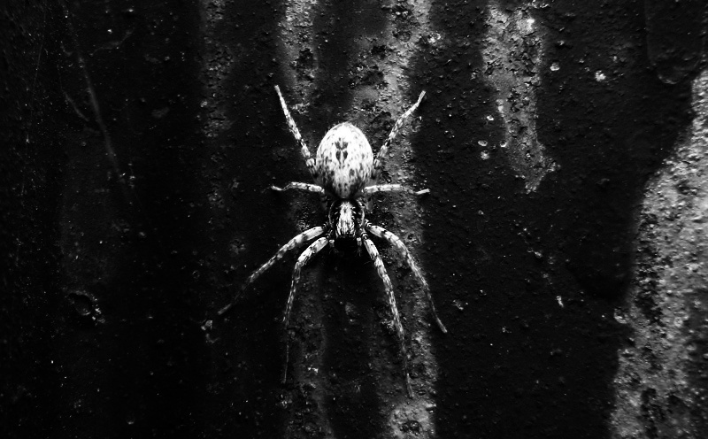 Вышел из тени паук spider насекомое