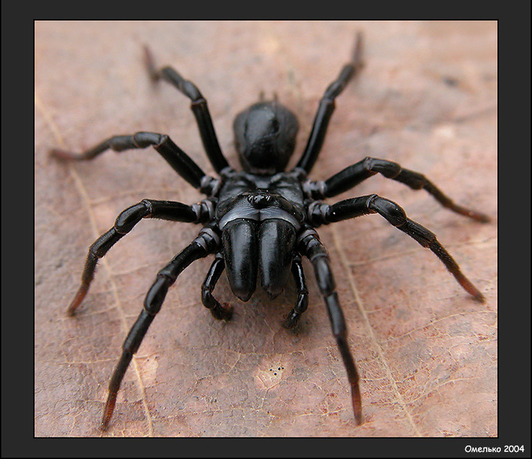 Взгляд паук atypus