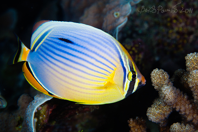 бабочка Red-fin Butterfly-fish Chaetodon Trifasciatus бабочка рыба Мальдивы Maldives anion