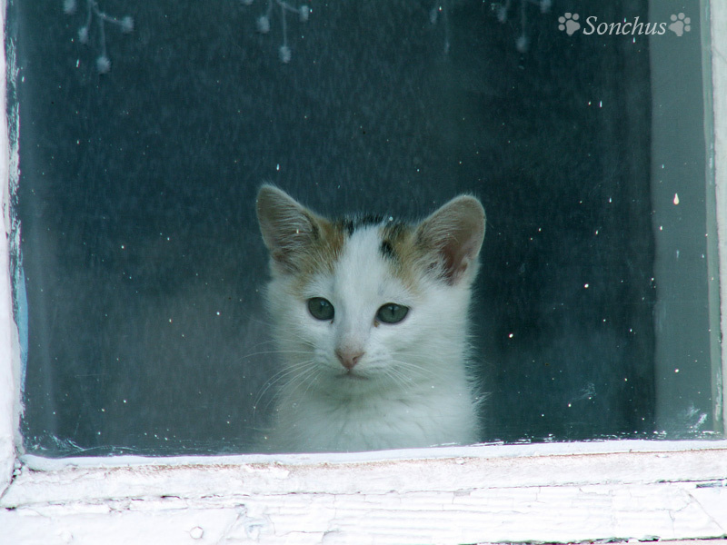 Кошка в окошке.. котенок
