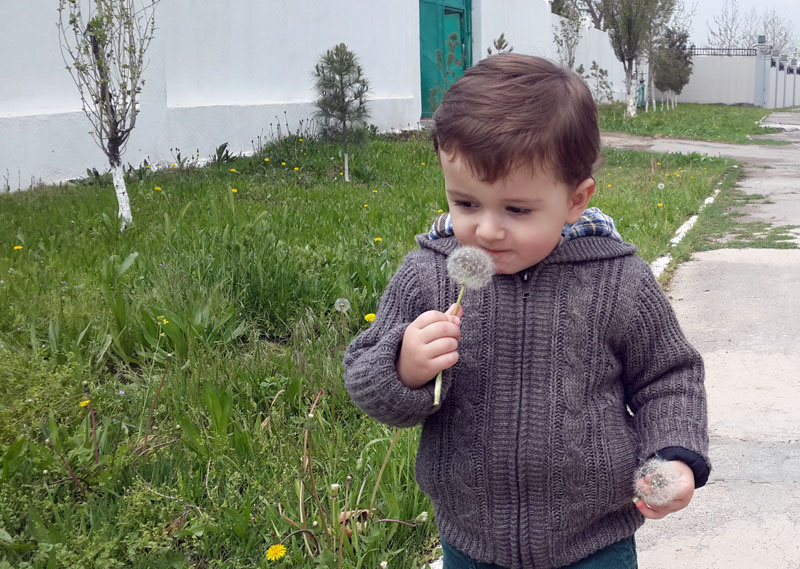 Запах одуванчиков 