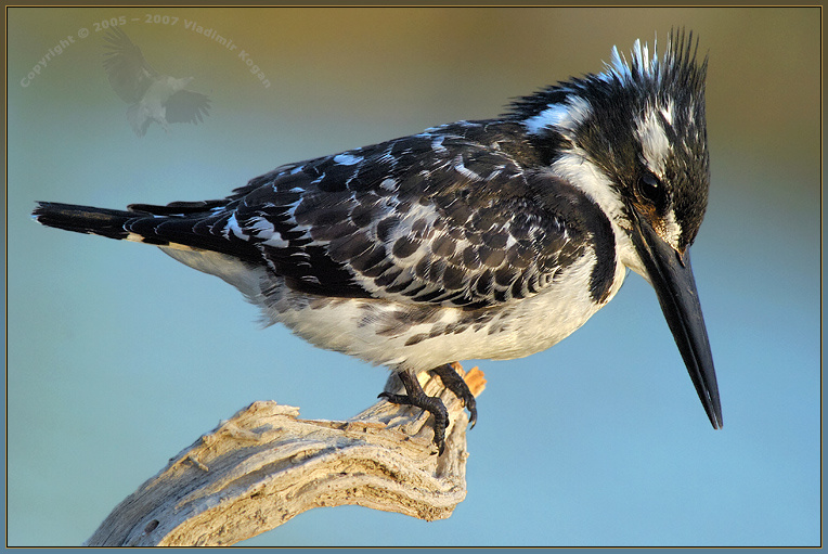 В ожидании рыбки... Пегий зимородок Kingfisher