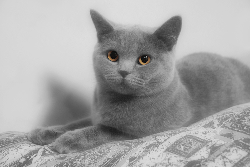 Я Вас внимательно слушаю! Кошка Британская плюшевая