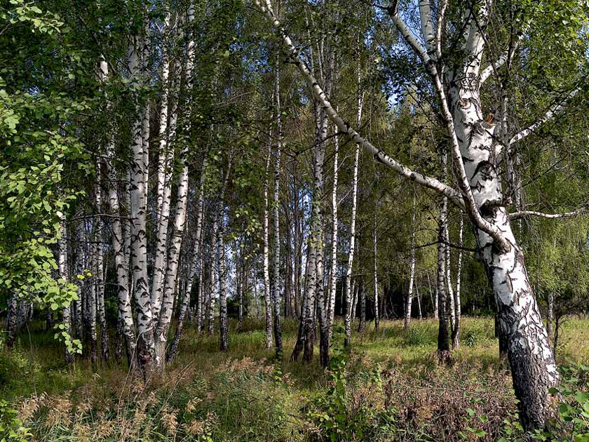 Роща роща березы лето