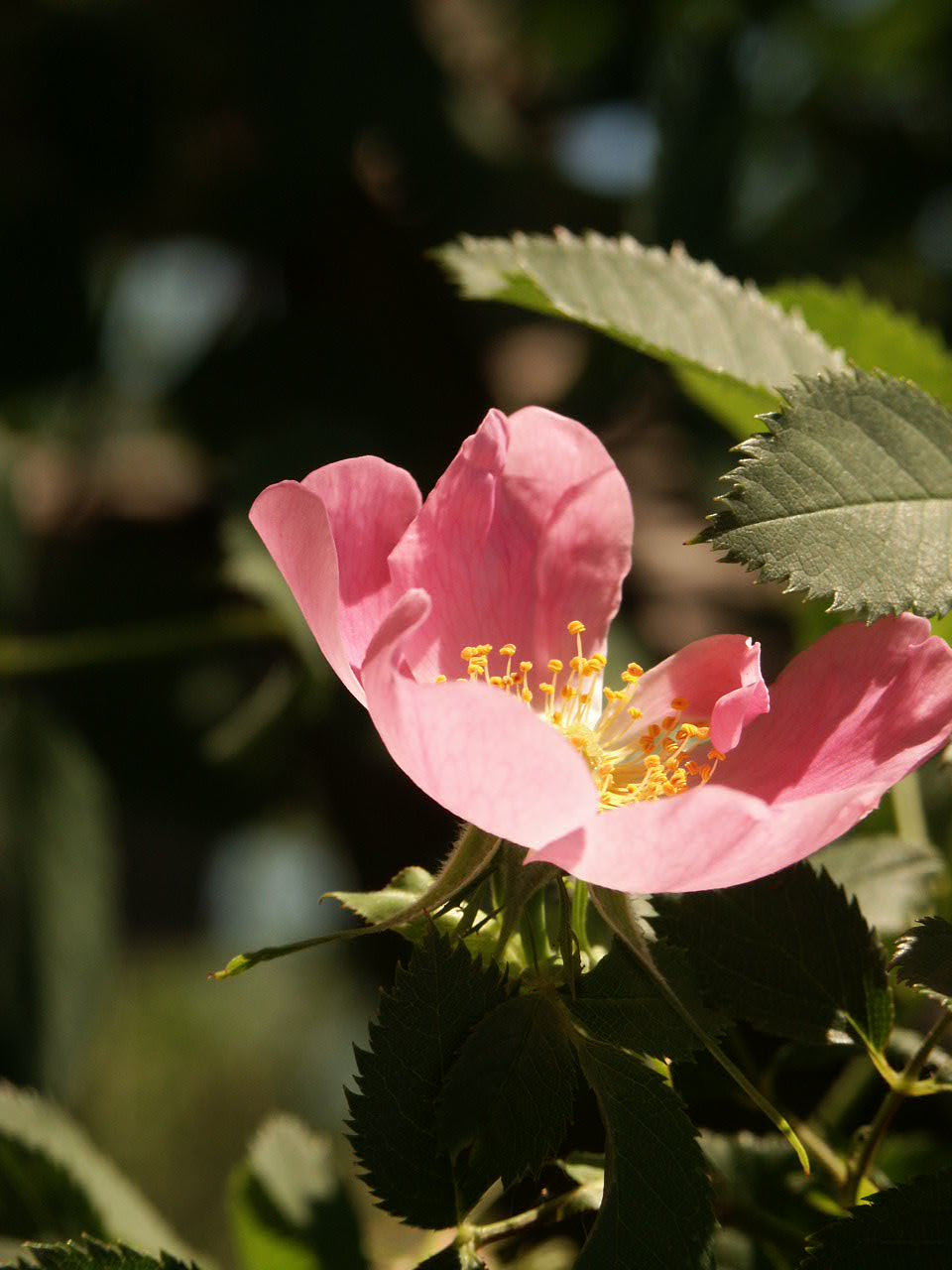краше садовых роз шиповник, роза, весна, Rosa canina