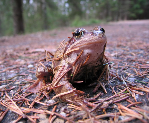 Frog 