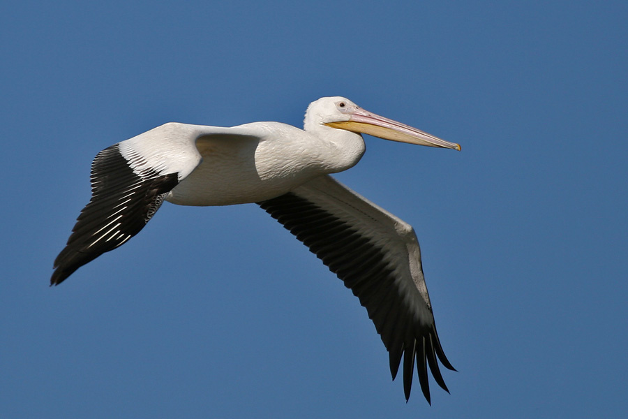 Красавчик птица, Американский белый пеликан, American, white, pelican, Texas