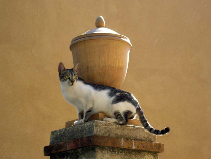 где они!?! \"Котомафия\" кошка потеряла своих котят