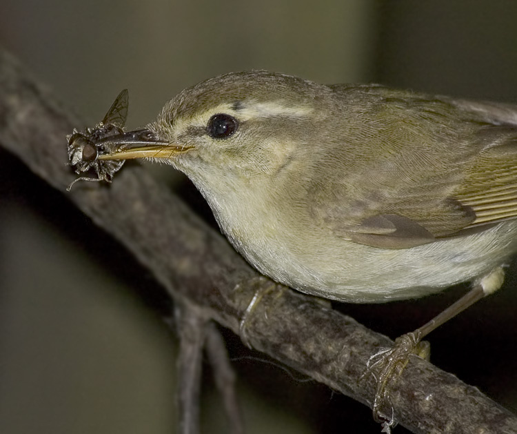 Портрет мухи в сопутствующих обстоятельствах Зеленая пеночка, Greenish Warbler, Phylloscopus trochiloides, муха