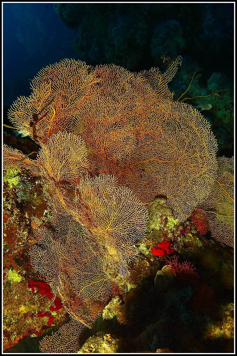 Краски моря 