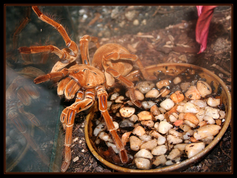 Spider spider паук