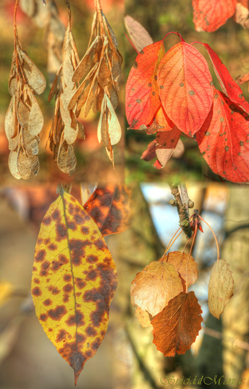 Осенних русских красок буйство! autumn