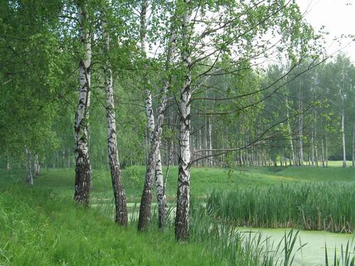 Мой край застенчивый и нежный... береза, роща, пейзаж