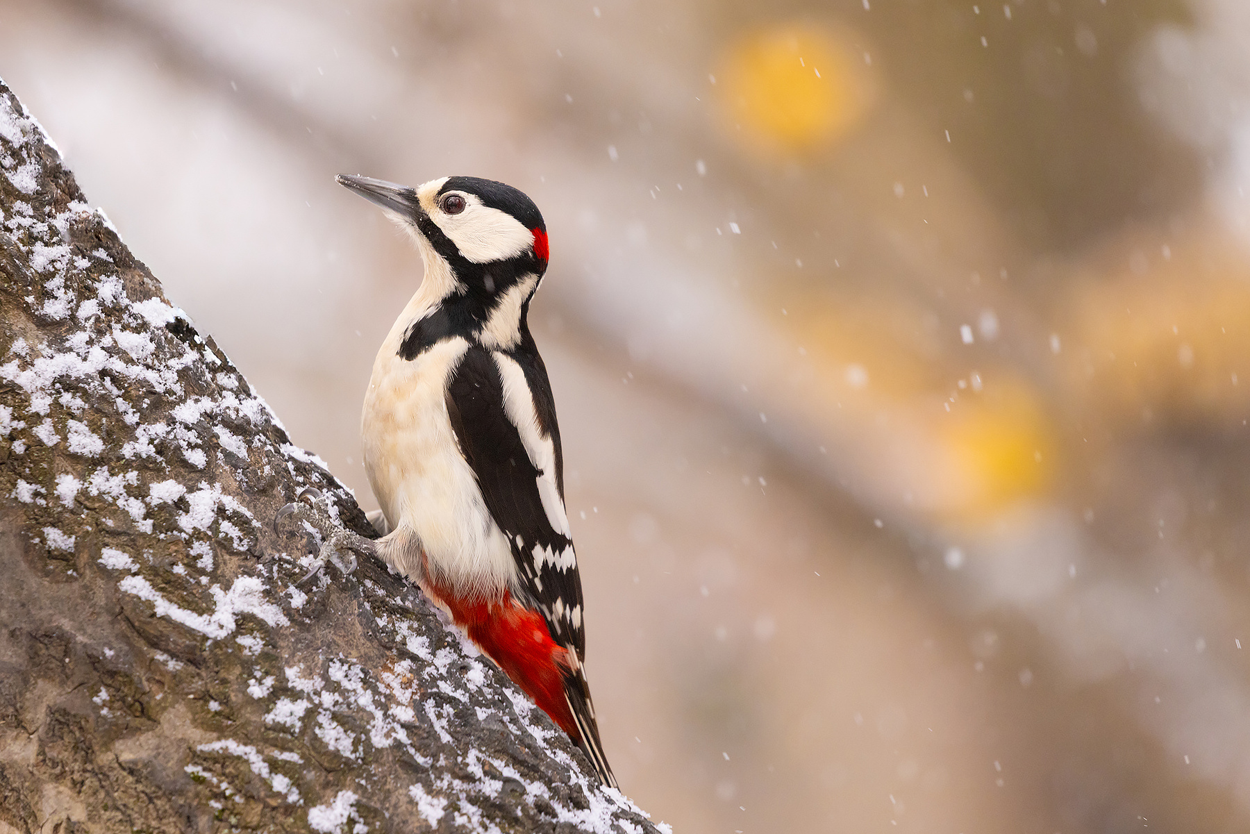 Woodpecker 