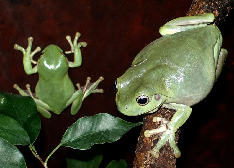 Размолвка коралловопалая литория Litoria caerulea