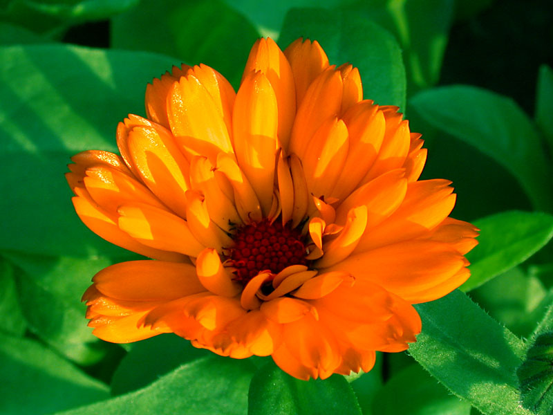 fire flower цветок