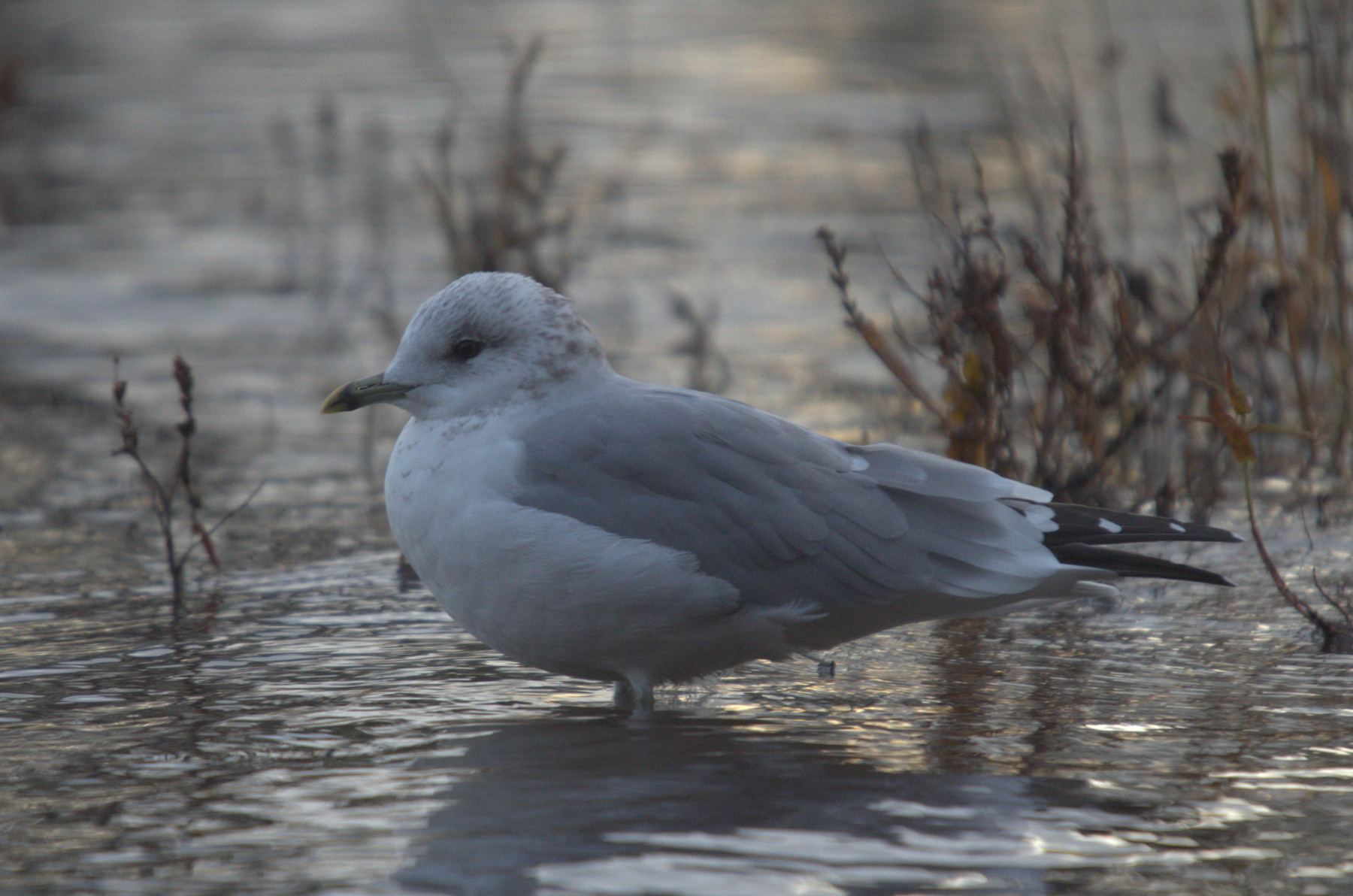 Larus canus 