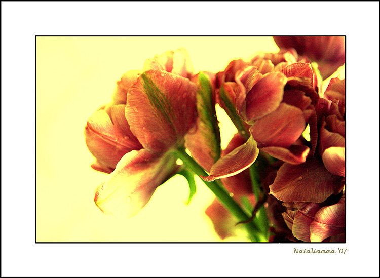 Vernal symphony... last tulips from my garden