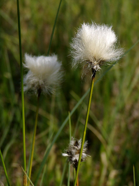 Eriophorum vaginatum растение пушистое