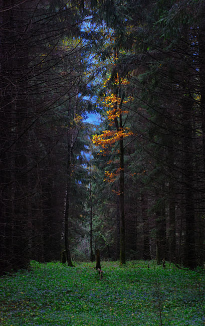 Лес. Осень. Лес.