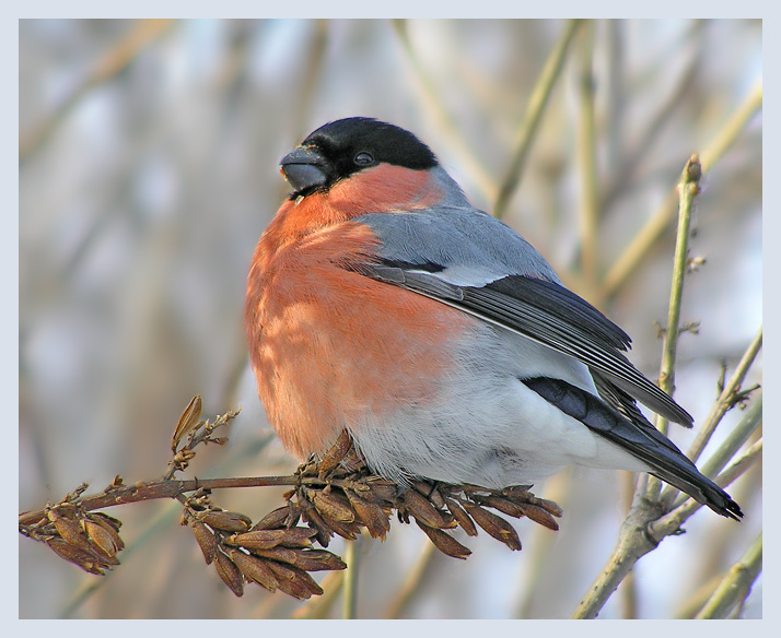 Снегирь в сирени снегирь bullfinch