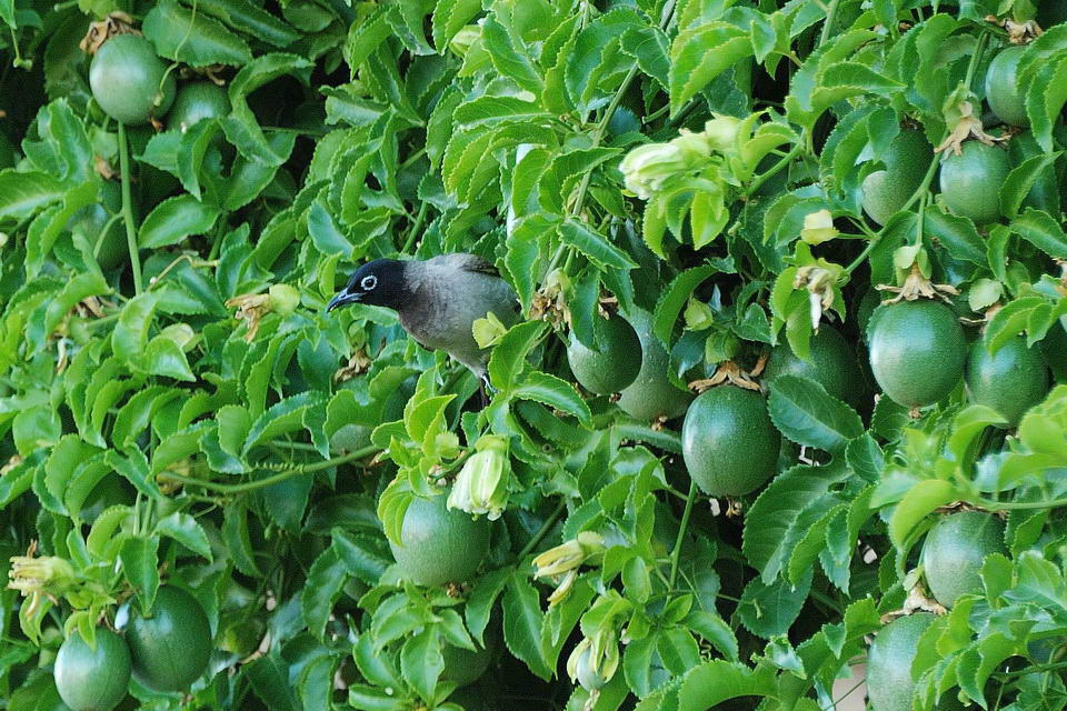 Гнездо из пассифлоры Пассифлора(Passifflora edulis) из Бразилии,неприхотлива,экзотична-ароматный и полезный фрукт.
