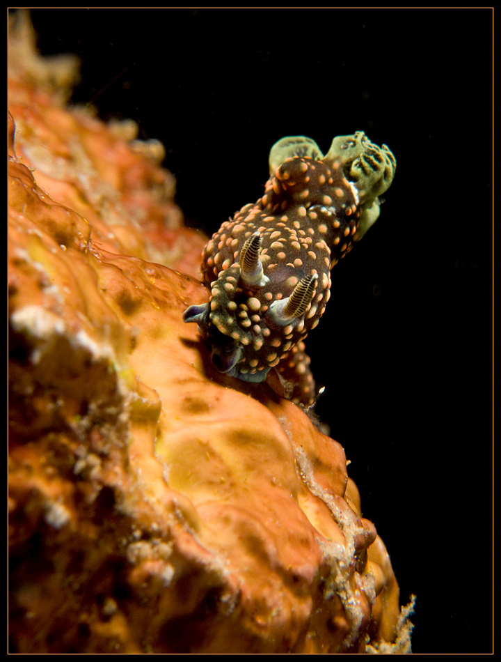Nudibranch Индонезия, макро, голожаберник