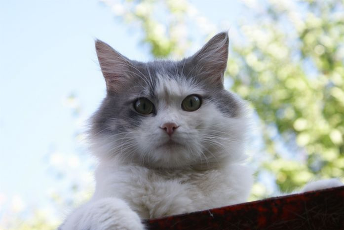 На крыше кот кошка крыша