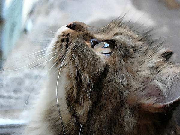улетай тучка! кошка
