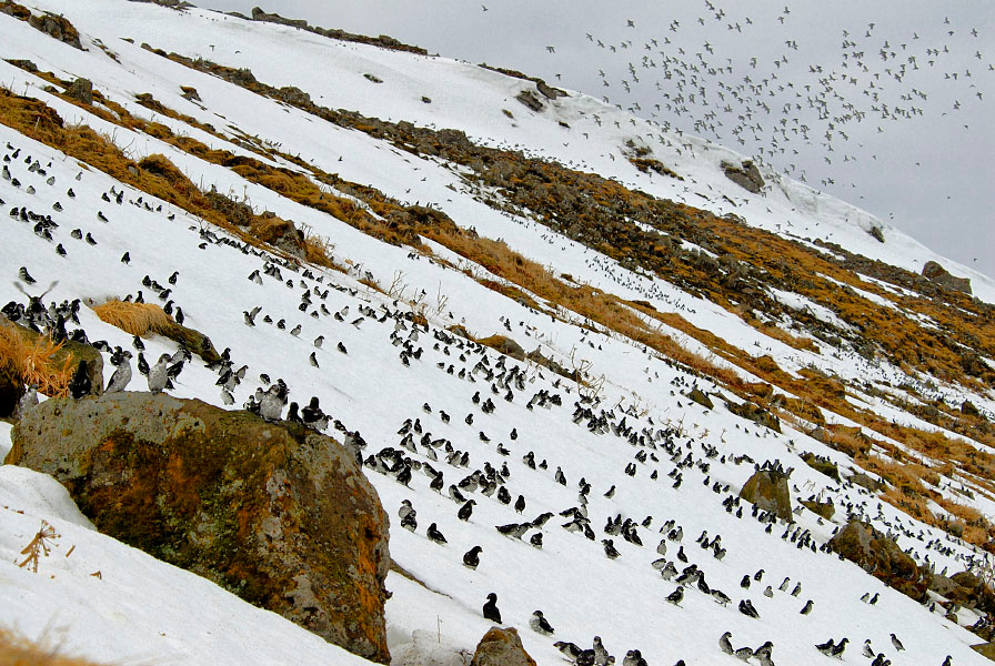 Вот такое хреновое лето Конюга-крошка, Aethia pusilla, Least Auklet, St. George Island, the Pribilofs, Bering Sea, Alaska