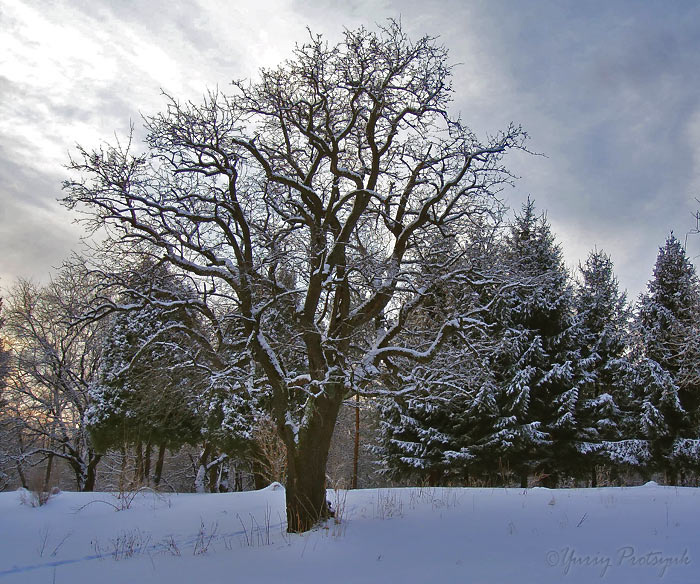 The beauty of nature #3 природа пейзаж зима nature landscape winter