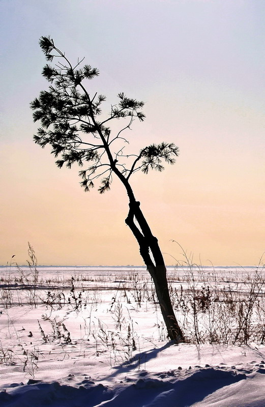 nature is watching you! одна пустынная сосна кривой ствол