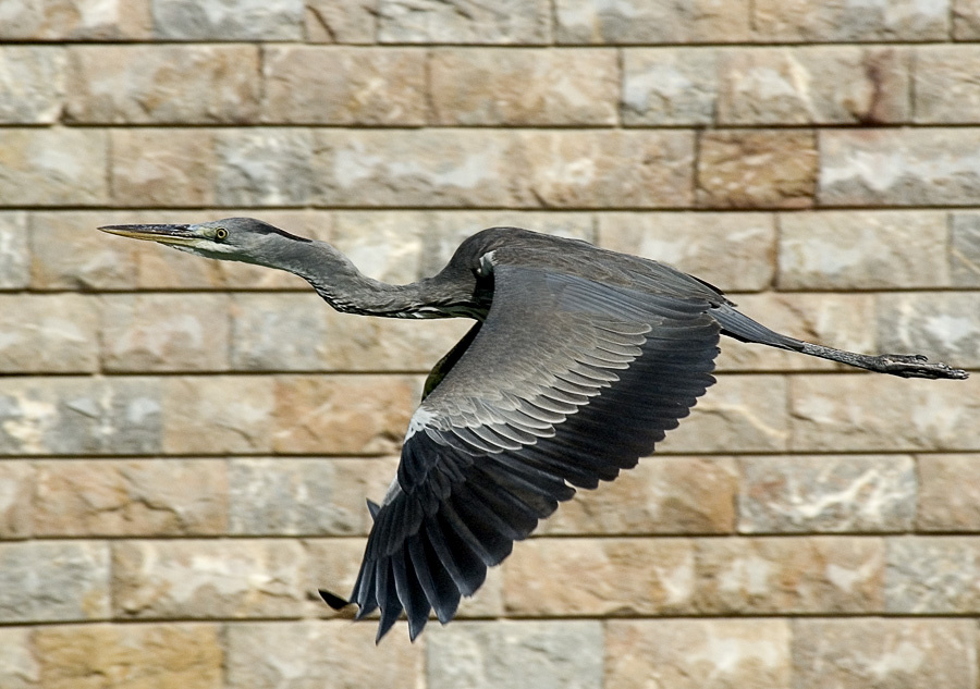 Стена Серая цапля, Grey Heron, Ardea cinerea