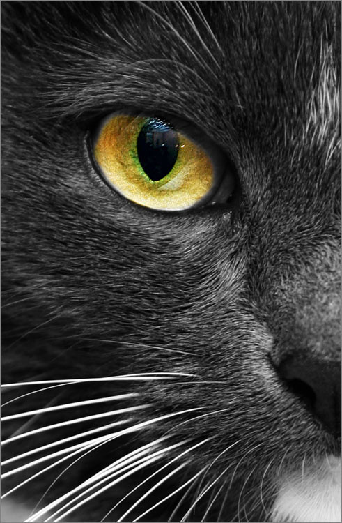 *** Кошка Кошки Животные