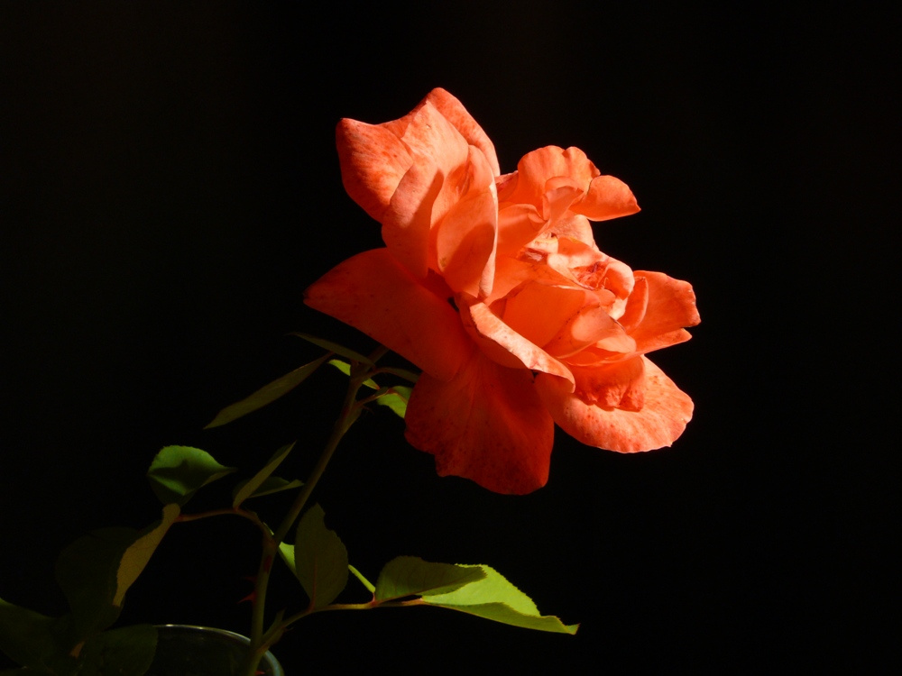 flower Цветок,Роза,Природа